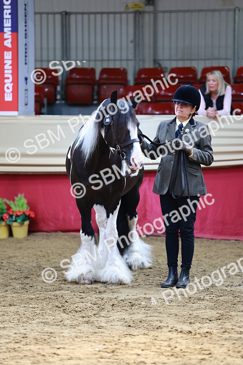 SBM_23146 - Class 903 - Supreme Final - IH Pre Vet