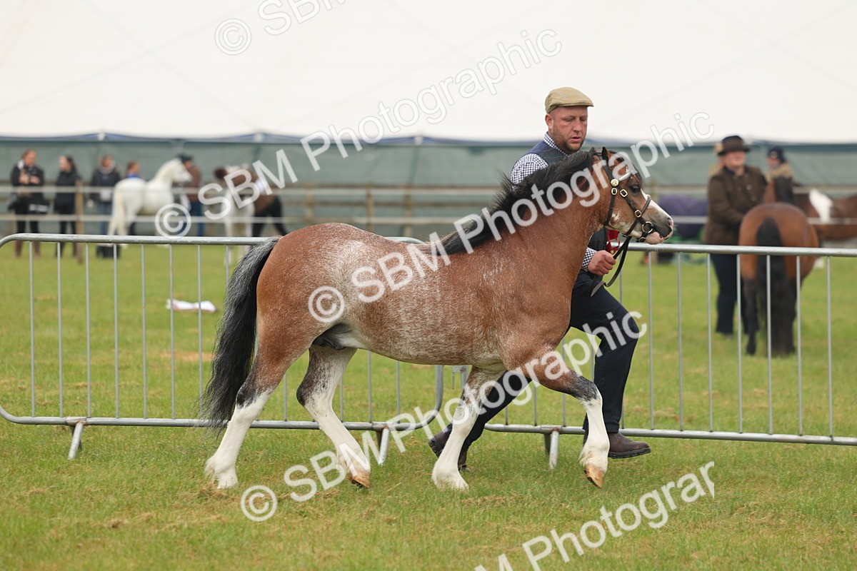 SBM_01422 - Class 50-57 - M&M Welsh Pony In Hand