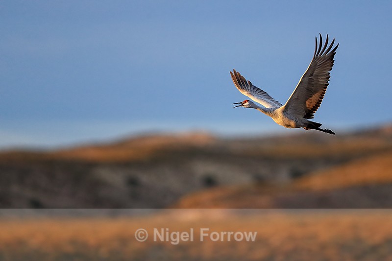 Calling Sandhill Crane in flight, Bosque del Apache, New Mexico - Sandhill Crane