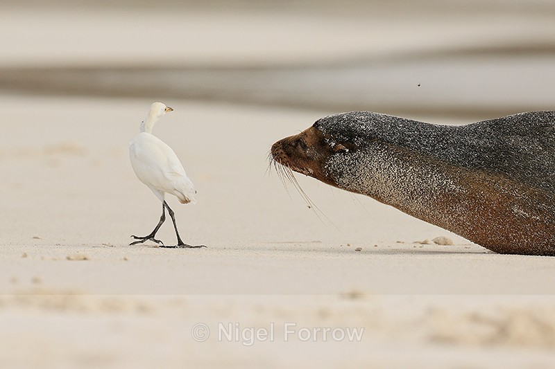 Galapagos Sea Lion frightens Cattle Egret away, Espanola, Galapagos - Sea Lion