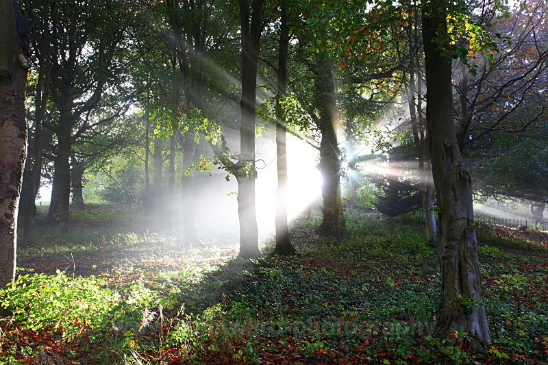Woodland sunrays.   Croxdale near Durham   ref 9012 - County Durham