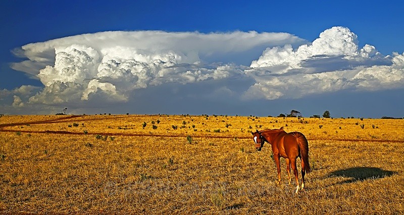 Photogenic Horse Have you taken my best side!