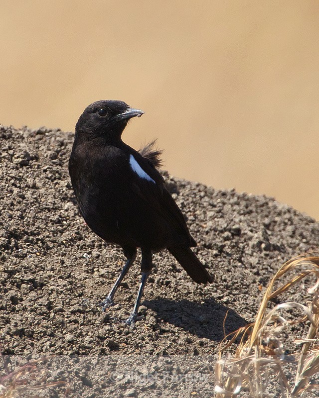 Sooty Chat (male) perched on top of a mound of earth - Sooty Chat
