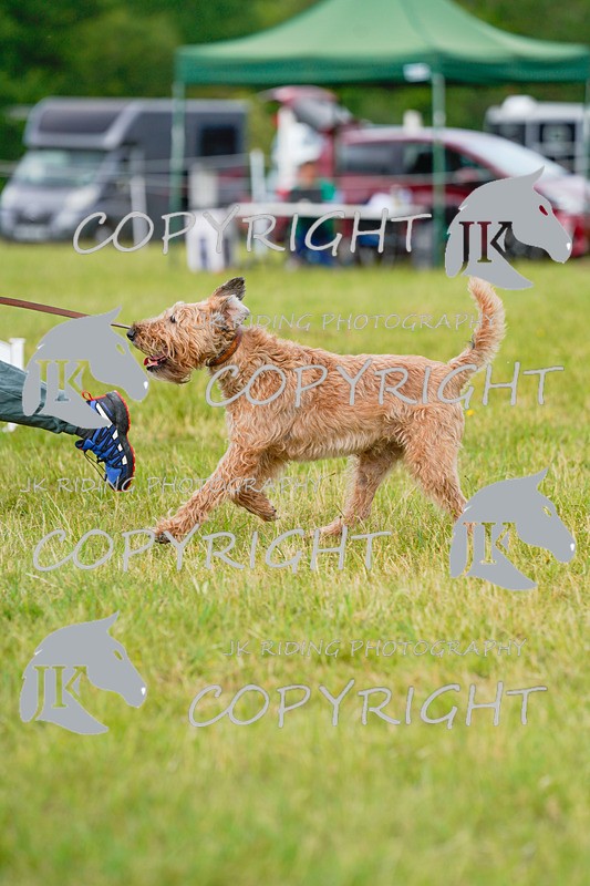 _DSC4818 - CLASS 7 HORSE & HOUND RING 2