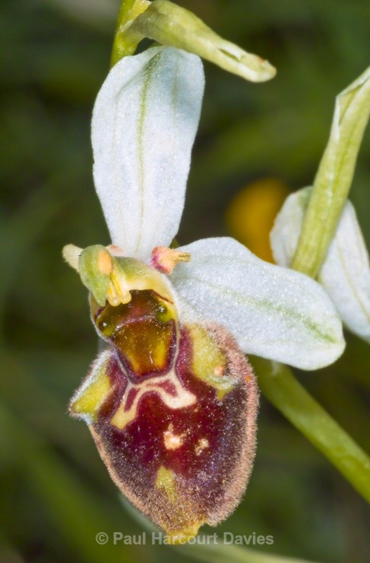 Small-patterned Ophrys (Ophrys fuciflora ssp. parvimaculata) - Orchids - Ophrys