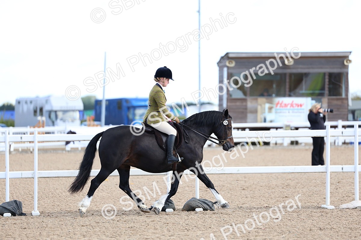 SBM_08988 - Class 302 - Ridden M&M - Large Breeds