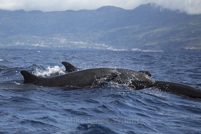 False Killer Whales (Pseudorca).Pico Island, Azores. - WHALES. Azores, Scotland, Iceland.