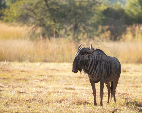 Africa-154 - African Wildlife
