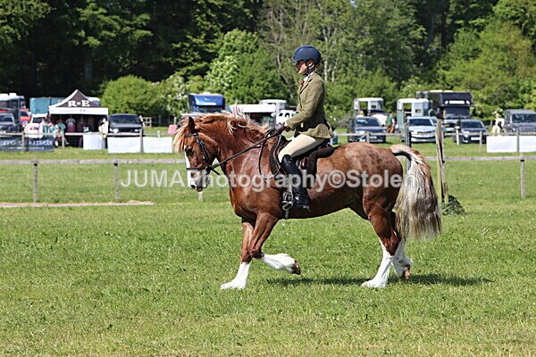 IMG_4407 - Working Hunter