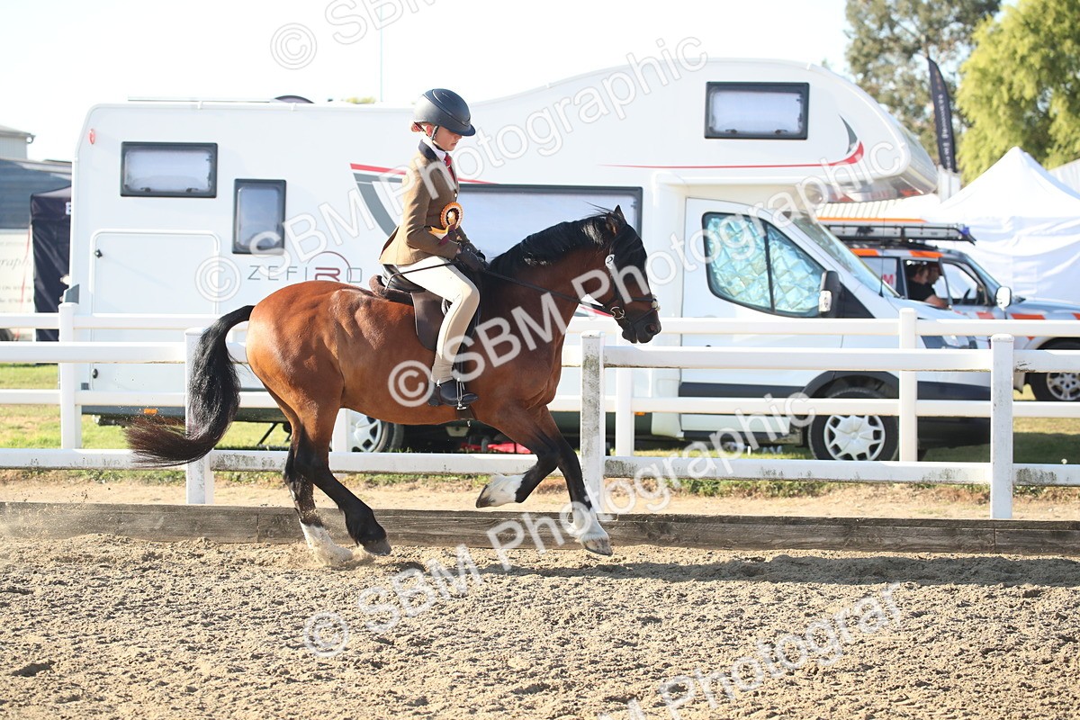 SBM_11603 - Class 502 - Riding Club Horse