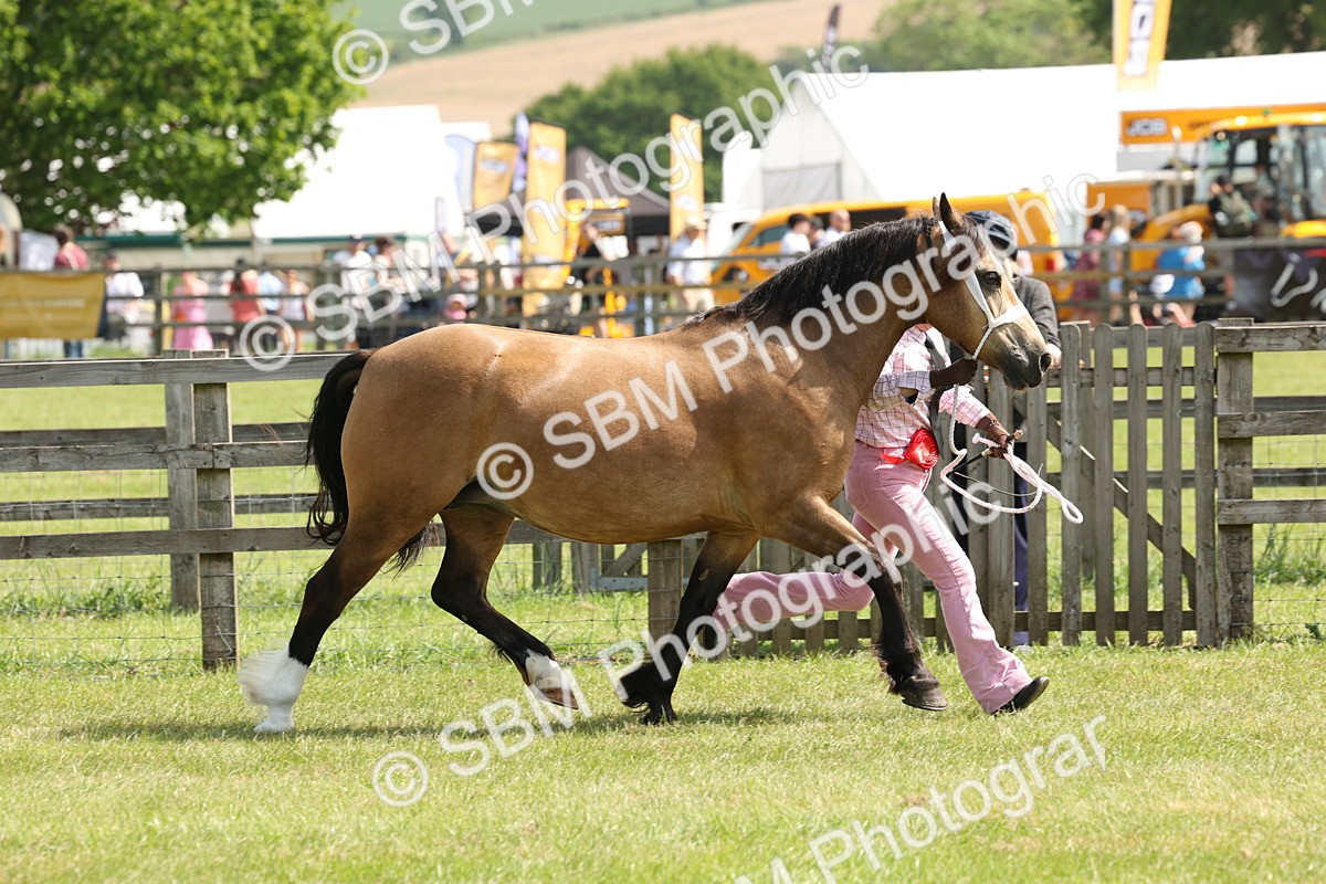 SBM_02407 - Class 6-13 - Mountatin and Moorland In Hand Welsh Breeds