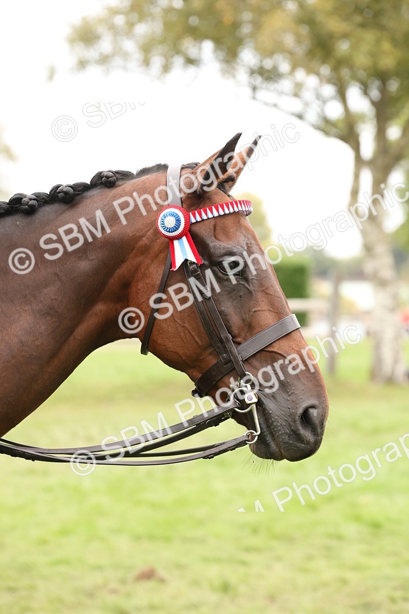 SBM_64324 - S65 - Riding Horse & Hack & Thoroughbred Ridden