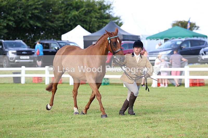 3E7A8359 - Class 2: Rising Star Large Hack/Riding Horse