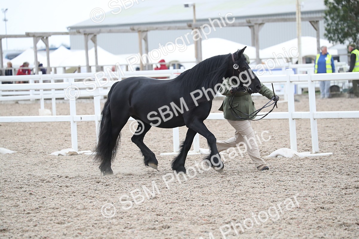 SBM_17918 - Class 317 IH Pure bred Horse/Pony