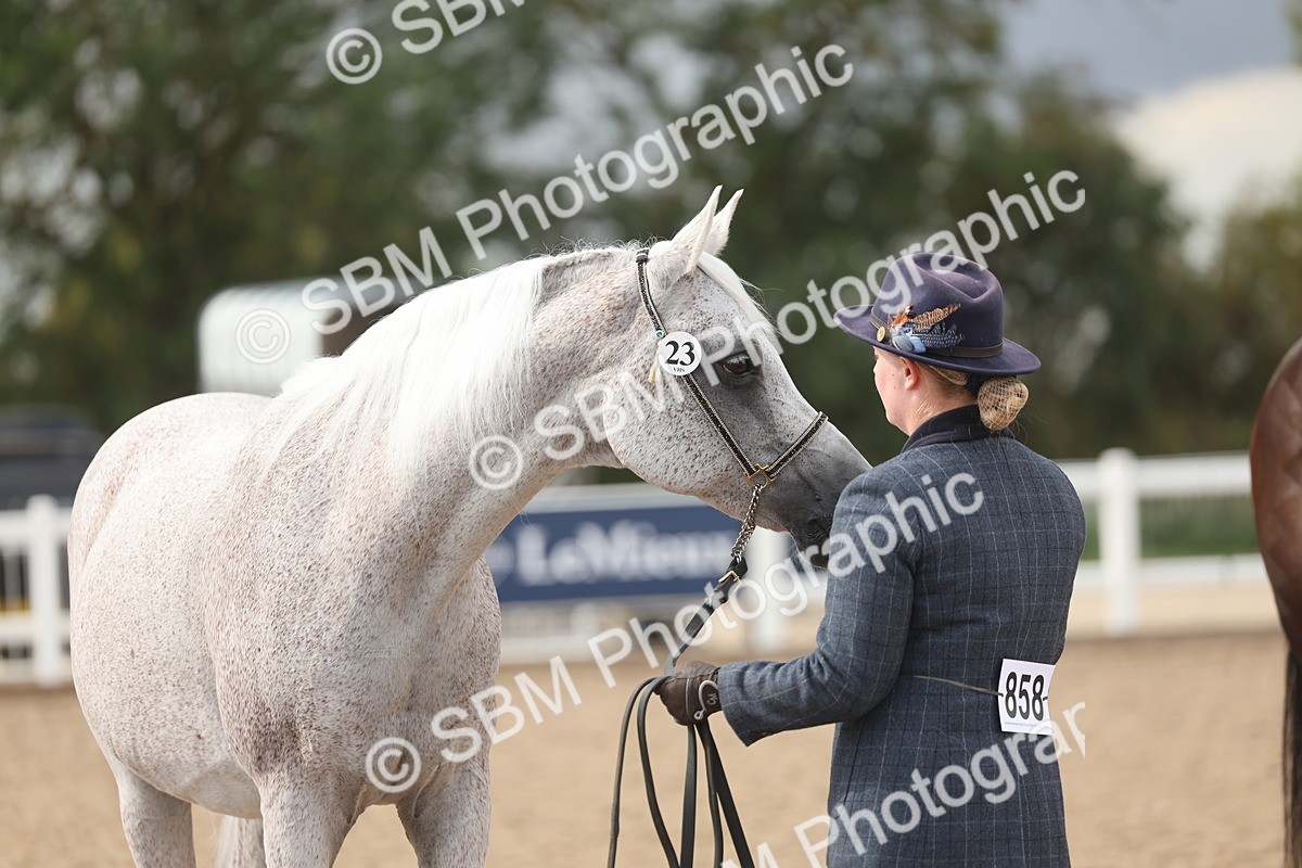 SBM_06898 - Class 25 - IH Foreign Breeds - Purebred