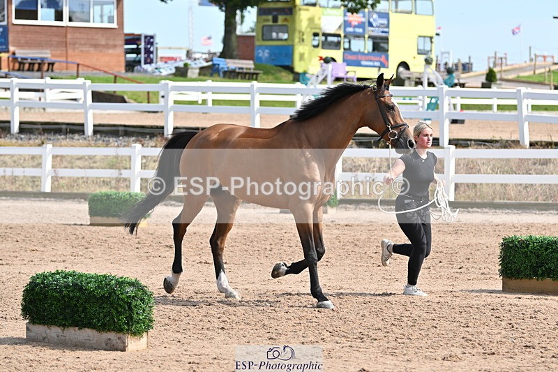 240717A-160214-03274 - Trot Up 4pm to 5pm