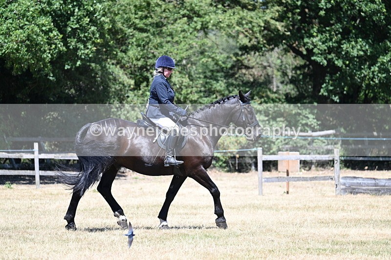 WJ7_2942 - Class 7 Riding Club Show Horse