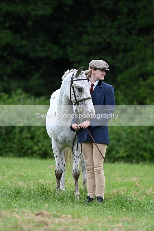 WJ7_4518 - Class 14B Prettiest Mare