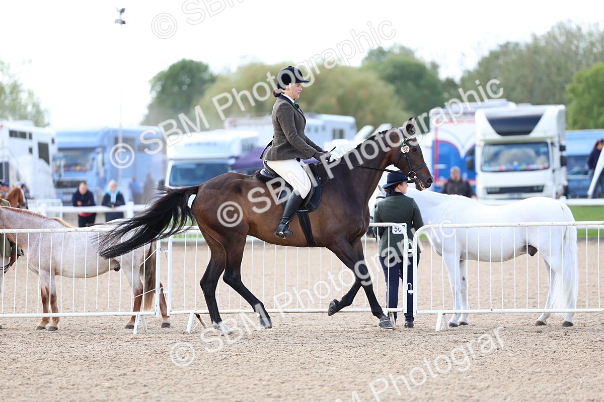 SBM_10837 - Class 305 - Ridden Foreign Breeds - Pure Bred