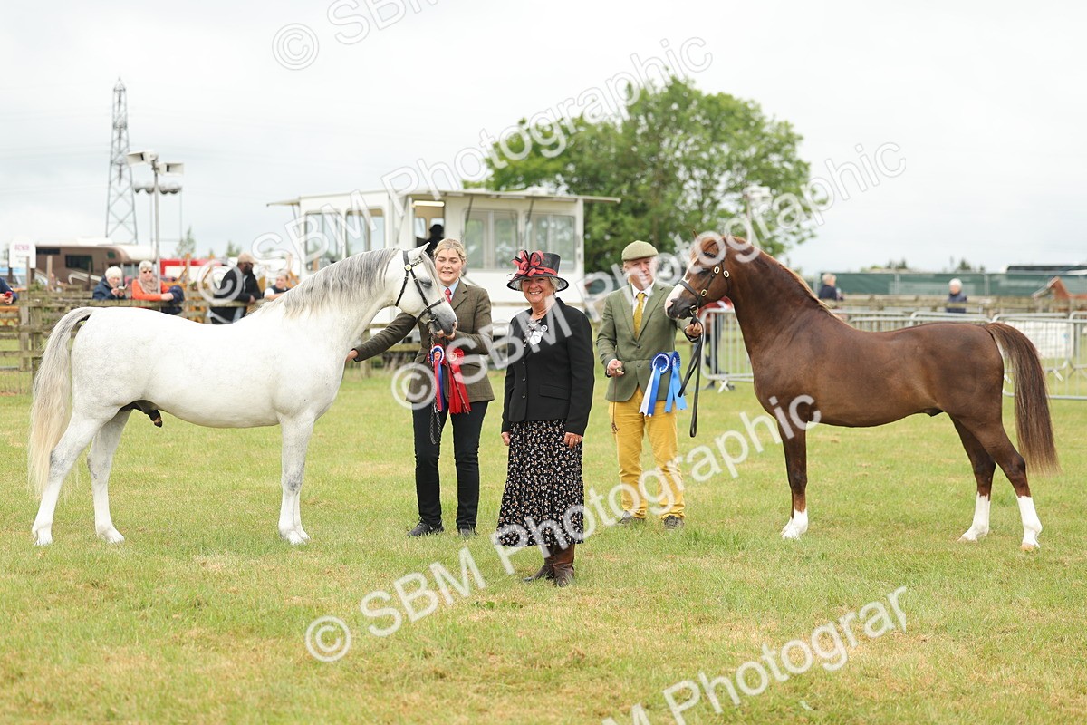 SBM_02316 - Class 50-57 - M&M Welsh Pony In Hand