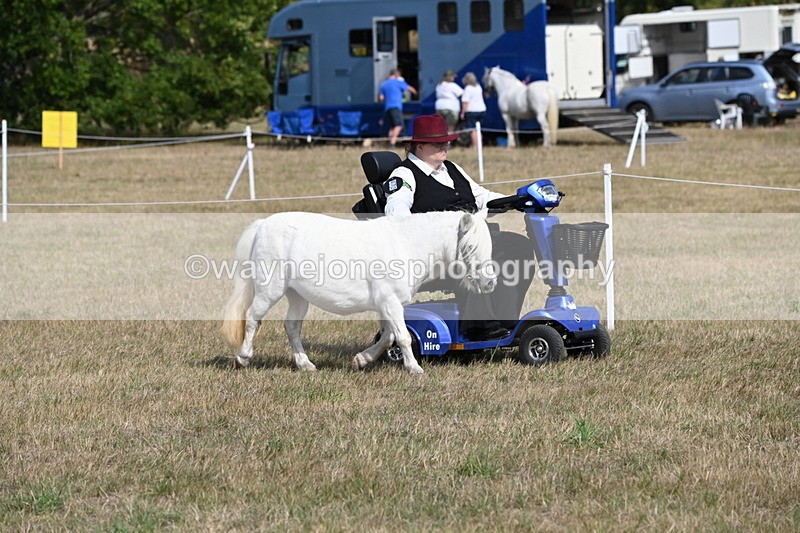 WJ6_6794 - Class 21 Shetland & Mini Horses