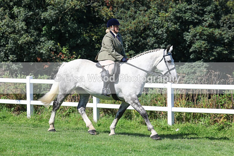 3E7A8341 - Class 4: Novice working Hunter