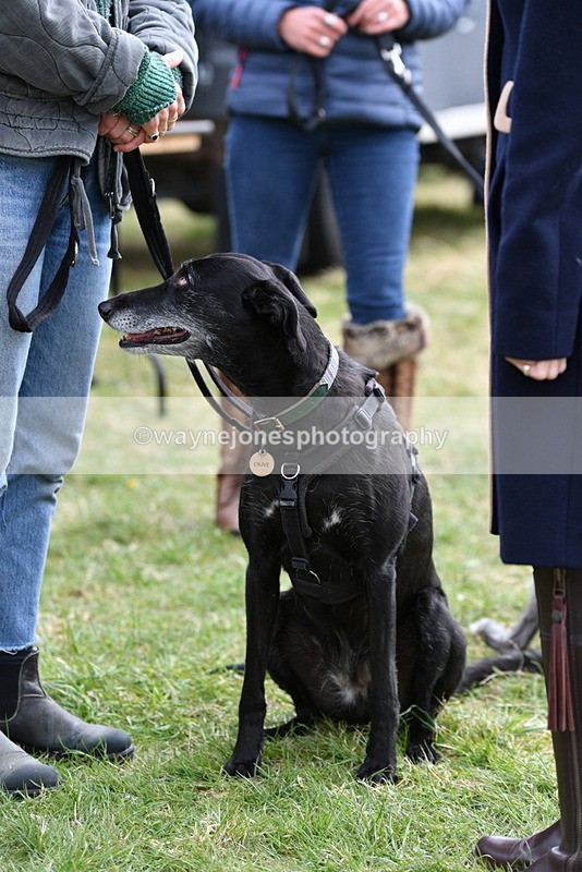 WJ5_9238 - Class 1 Best Cross Breed / Heniz 57