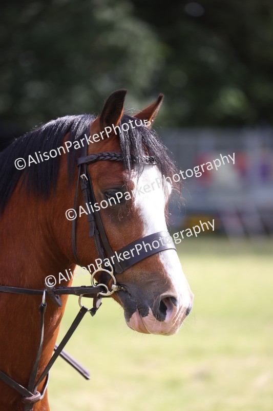 20260614-0492 - Class 20 - Beginners Working Hunter Pony