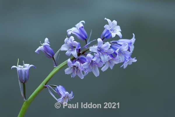 Bluebells - Creative