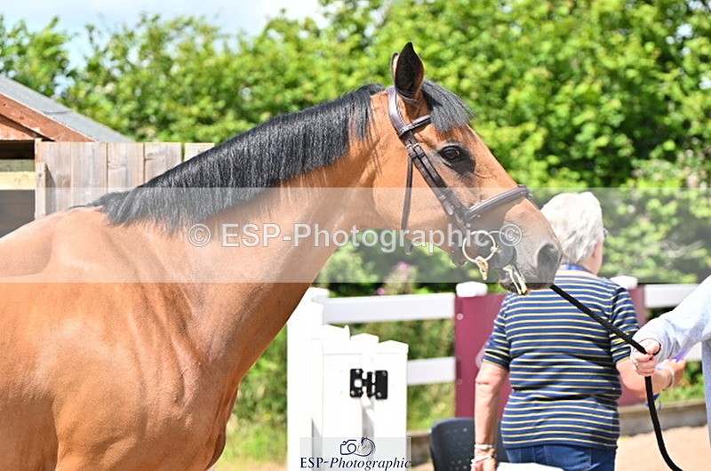 240718A-105243-01065 - Trot Up 11am to 12pm