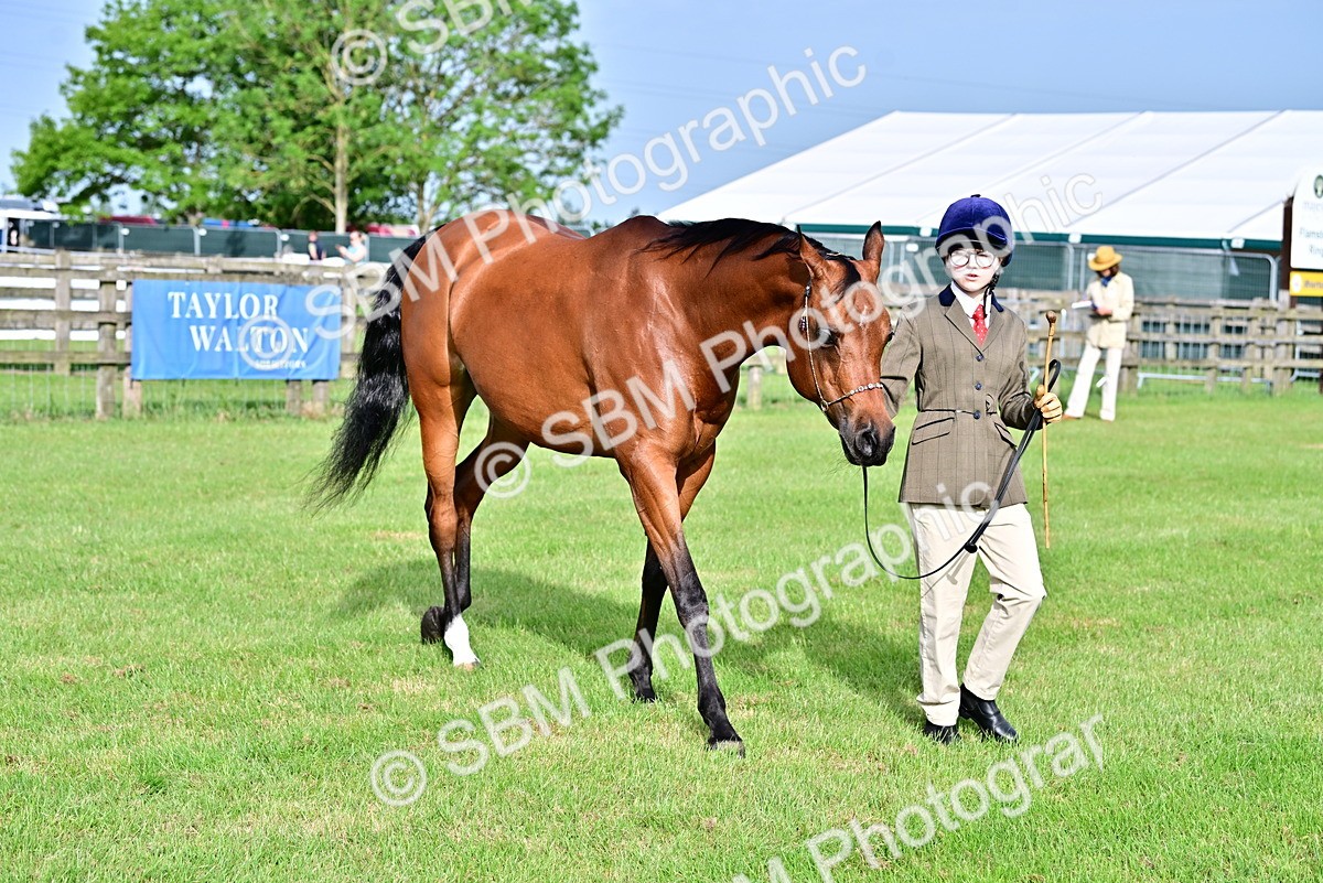 SBM_00002 - Class 46-49 - Arab and Part Bed-Anglo Arab In Hand