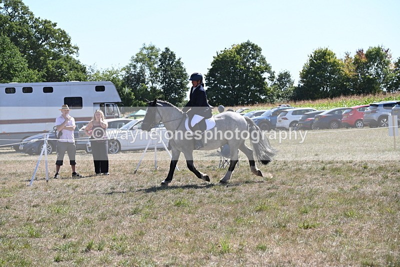 WJ6_8888 - Class 38 Ridden Riding Horse/Pony
