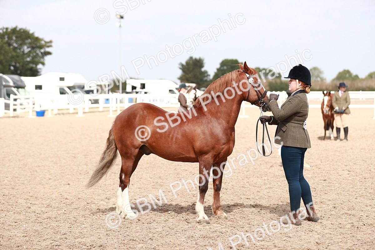SBM_13913 - Class 209 IH Veteran Pony