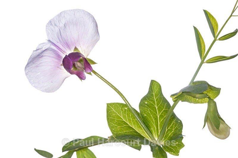 Wild Pea (Pisum sativum) - Plants - WB