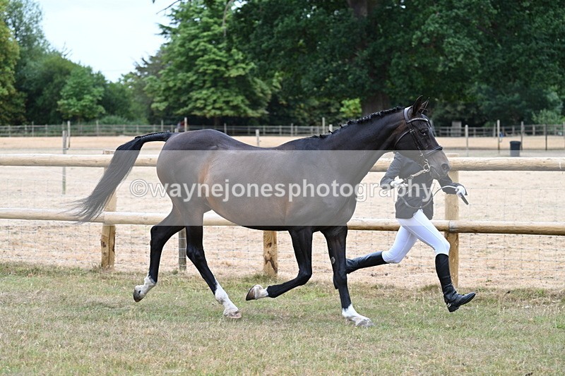 WJ7_9000 - Class 4a Prettiest Mare 14.2hh and over