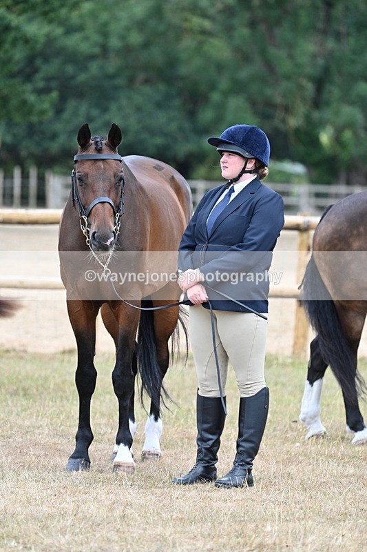 WJ7_0026 - Class 5a Most Handsome Gelding (above 14.2hh)