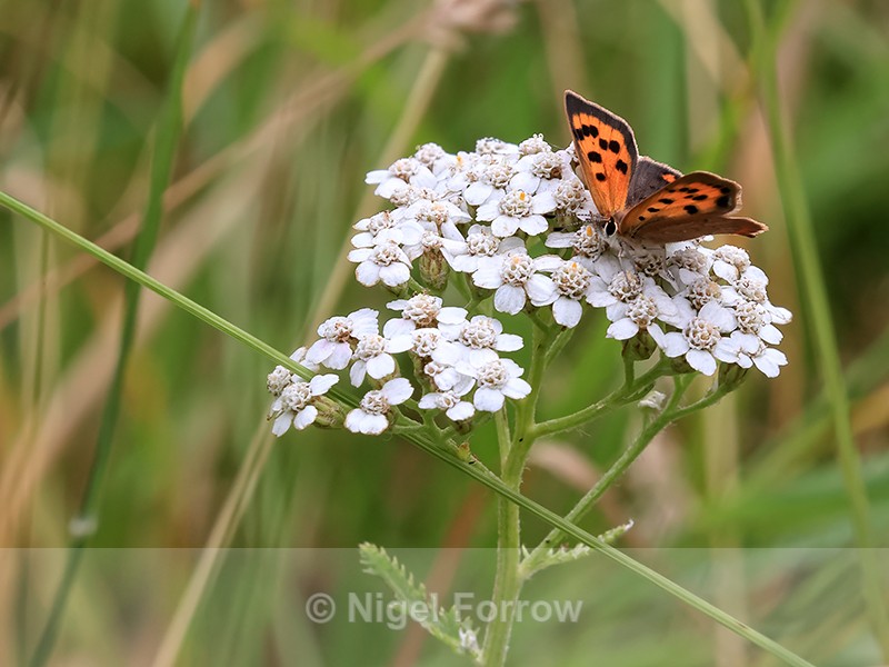 Small Copper on white Yarrow, Arne RSPB Reserve - INSECTS