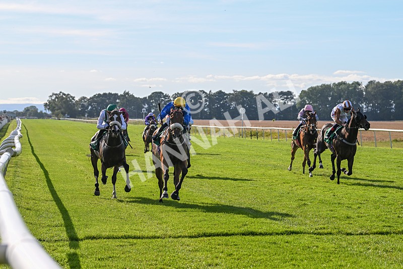160924-Race 5-King Of The Jungle-2968 - Race 5