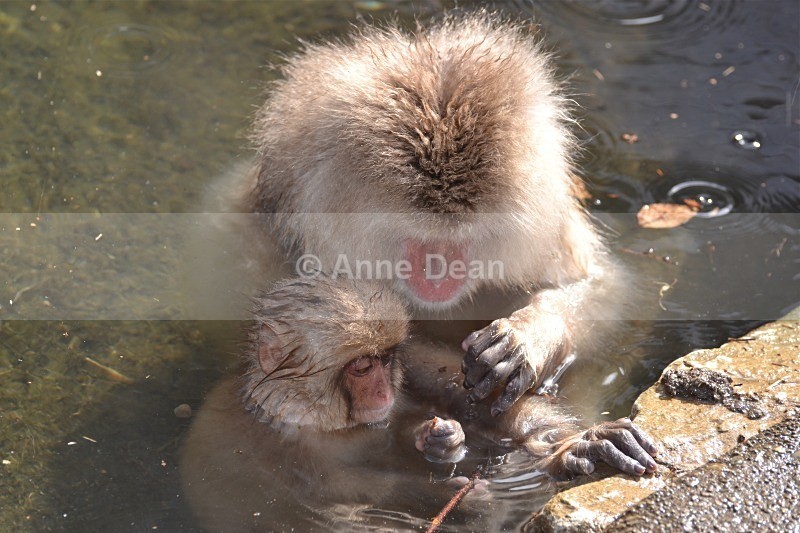 Teaching the little one how it's done - Japanese wildlife - Snow Monkeys