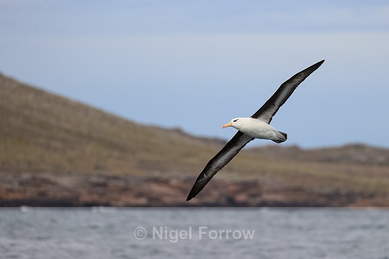Black-browed Albatross in flight, land background, Falklands - Black-browed Albatross