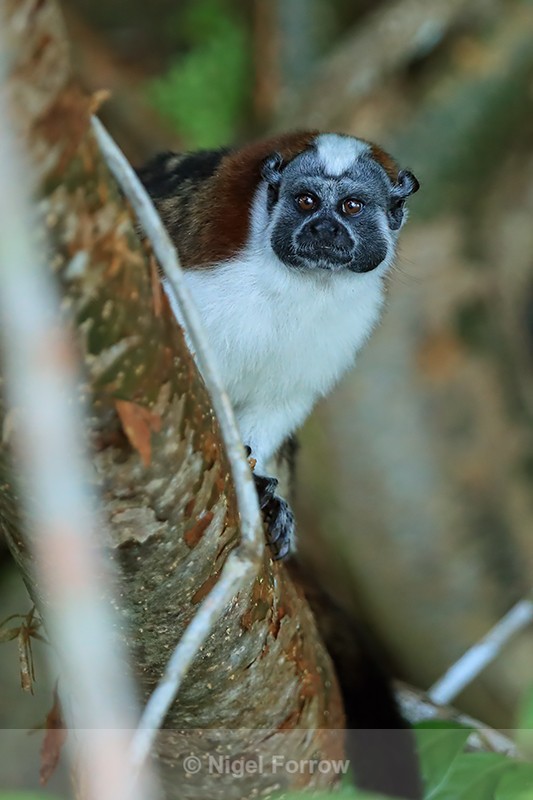 Geoffroy's Tamarin, Chagres River, Panama - Monkey