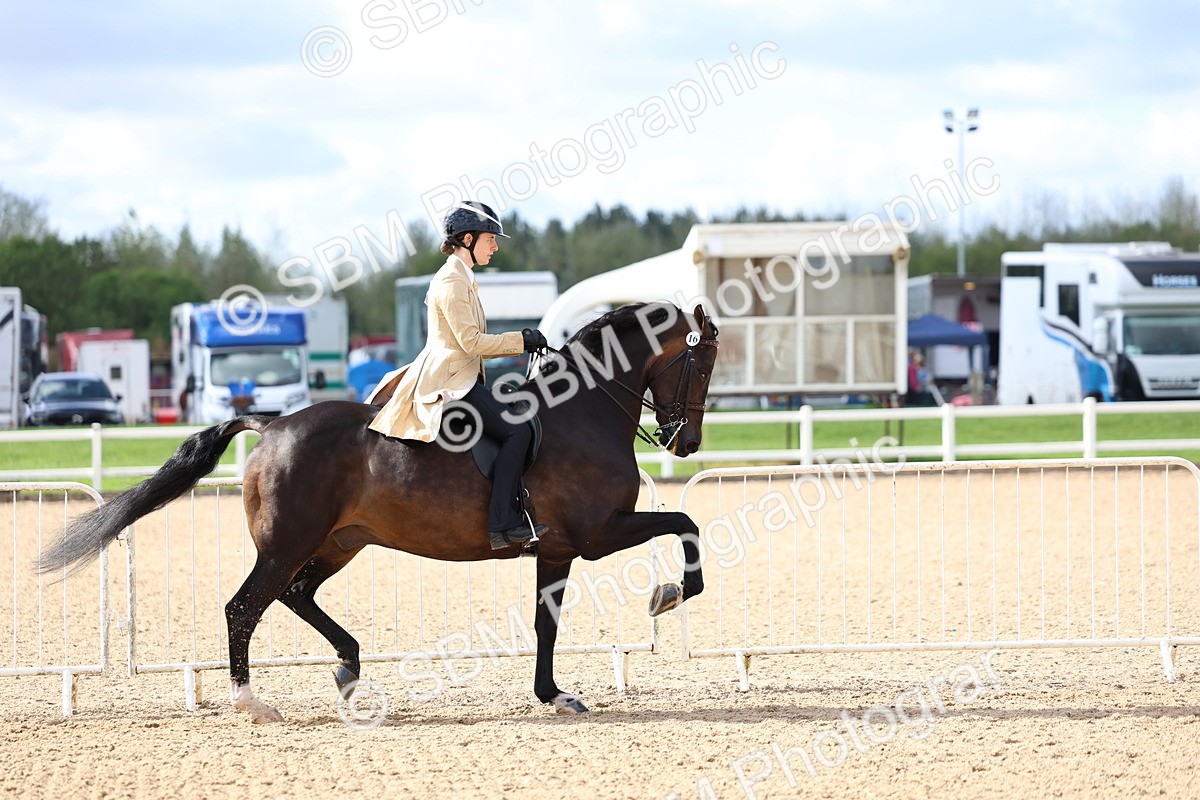 SBM_10766 - Class 305 - Ridden Foreign Breeds - Pure Bred