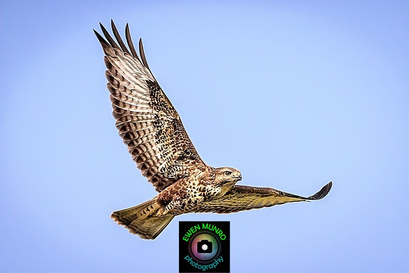 BBR-07-Common Buzzard - Raptors