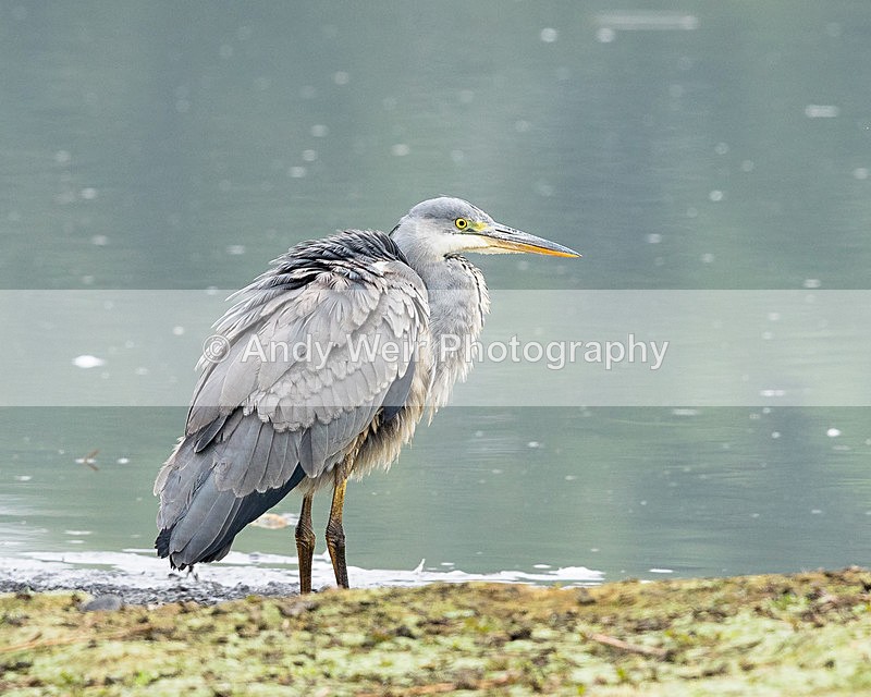 20150919-8E0A1104 - Grey Heron