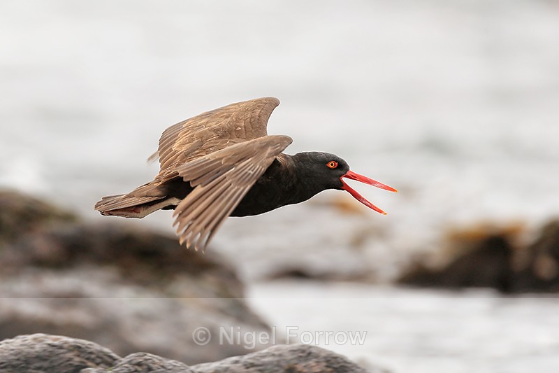 Blackish Oystercatcher (adult) calling, Chile - Blackish Oystercatcher