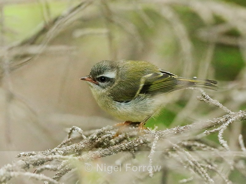 Golden-crowned Kinglet (juvenile), Maligne Canyon, Canada - Golden-crowned Kinglet