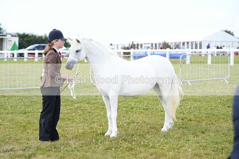 DSC05534 - Class 50: NPS M&M 4 years and over Small Breeds