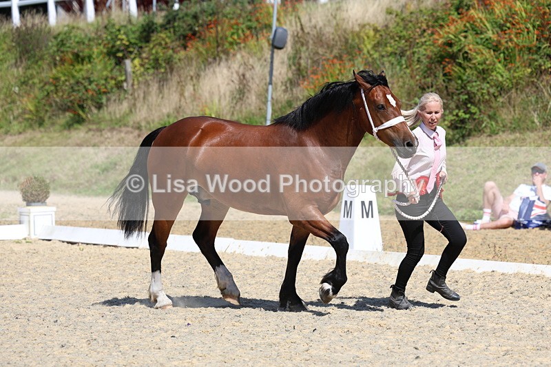 3E7A9821 - In Hand Championship