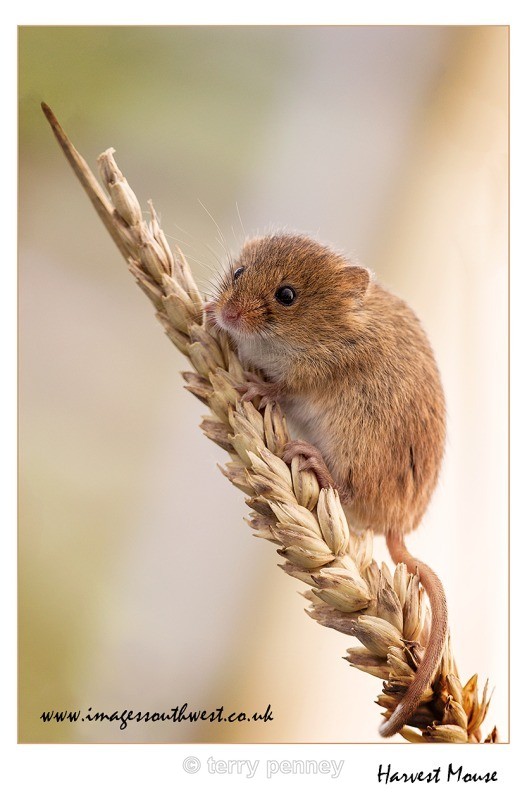 Harvest-Mouse - Animals