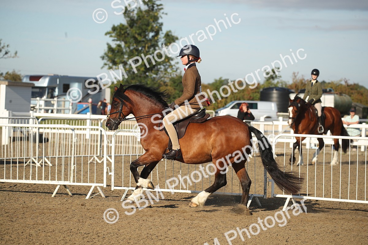 SBM_11553 - Class 502 - Riding Club Horse